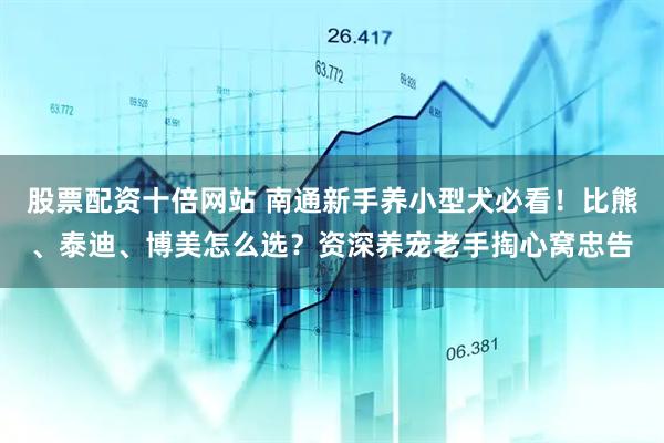 股票配资十倍网站 南通新手养小型犬必看！比熊、泰迪、博美怎么选？资深养宠老手掏心窝忠告